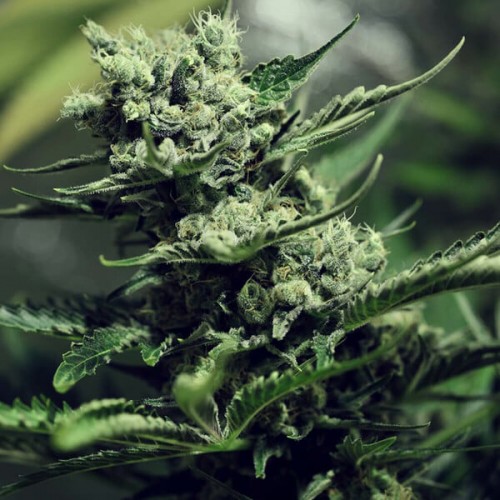 Насіння Fast Version Super Skunk