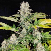 Насіння Fast Version White Widow