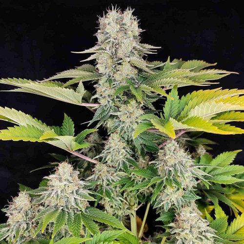 Насіння Fast Version White Widow