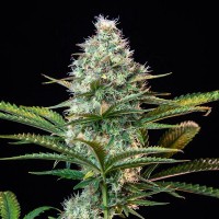 Насіння Fast Version Zkittlez