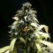 Насіння Auto Amnesia Feminised Gold