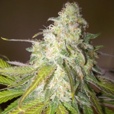 Насіння Sour Diesel Feminised Gold