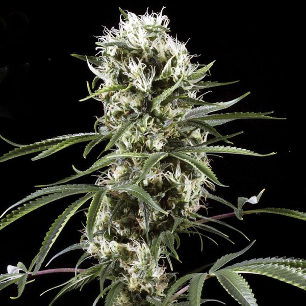 Super Lime Haze Feminised Gold
