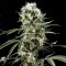 Super Lime Haze Feminised Gold