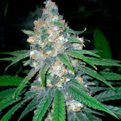 Super Lime Haze Feminised Gold
