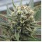 Super Lime Haze Feminised Gold