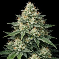 Насіння Super Silver Haze Feminised Gold