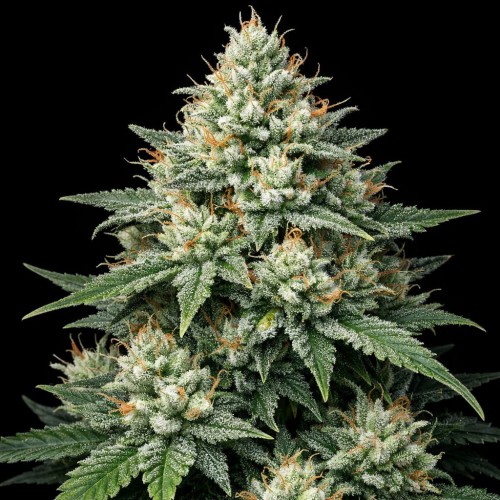 Насіння Super Silver Haze Feminised Gold