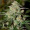 Насіння Auto Colorado Cookies Feminised Silver