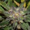 Насіння Auto Colorado Cookies Feminised Silver