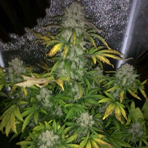 Насіння Auto Colorado Cookies Feminised Silver
