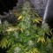 Насіння Auto Colorado Cookies Feminised Silver