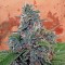 Auto Blue Amnesia Feminised Silver