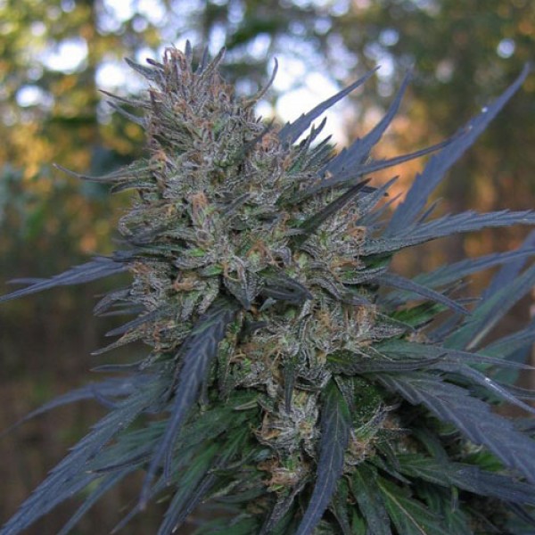 Насіння Auto Blueberry Feminised Silver