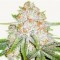 Насіння Auto Chocolope Feminised Silver