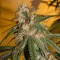 Насіння Auto Chocolope Feminised Silver