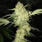 Насіння Auto Chocolope Feminised Silver