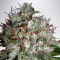 Насіння Auto Big Bud XXL Feminised Silver
