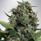 Насіння Auto Big Bud XXL Feminised Silver