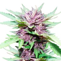 Auto Dark Purple Feminised