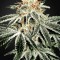 Насіння White Widow Silver