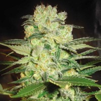 Насіння Afghan Kush Silver