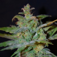 AK Feminised Silver