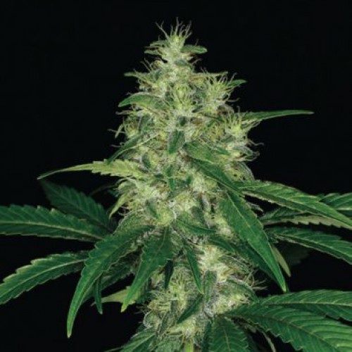 Amnesia Silver