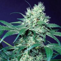 Насіння Amsterdam Flame Silver regular