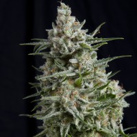 Anesthetic Silver