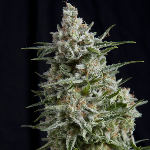 Anesthetic Silver