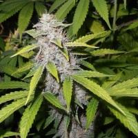 Auto Afghani Silver regular