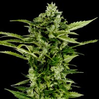 Auto Big Boom Feminised Silver