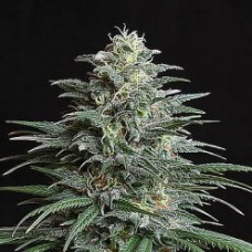 Насіння Auto Big Bud XXL Feminised Silver