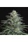 Насіння Auto Big Bud XXL Feminised Silver