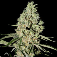 Auto Blue Amnesia Feminised Silver