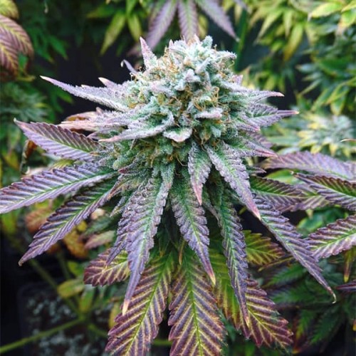 Auto Blue Gelato Feminised Silver