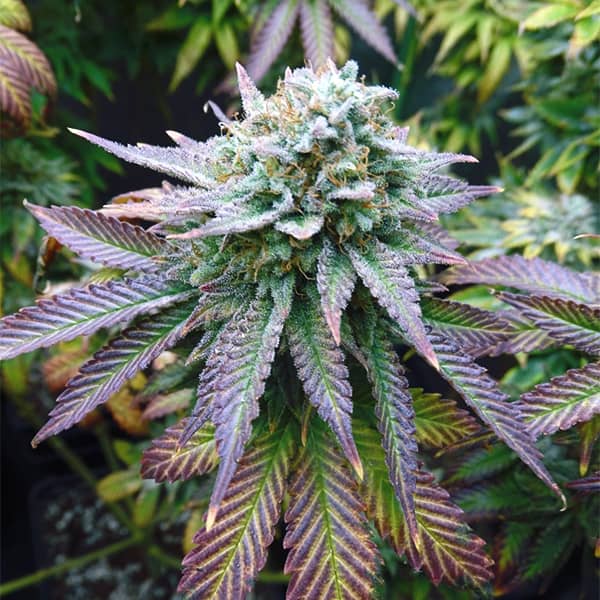 Auto Blue Gelato Feminised Silver
