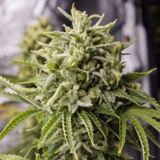 Насіння Auto Bubba Kush Feminised Silver