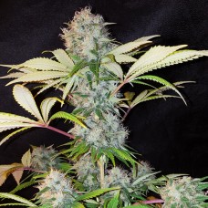 Насіння Auto Bubble Kush Feminised Silver