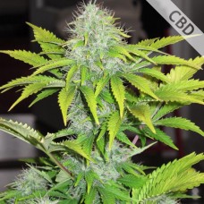 Насіння Auto CBD White Widow Feminised Silver