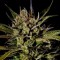 Насіння Auto Cheese Feminised Silver