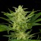 Насіння Auto Critical Jack Feminised Silver