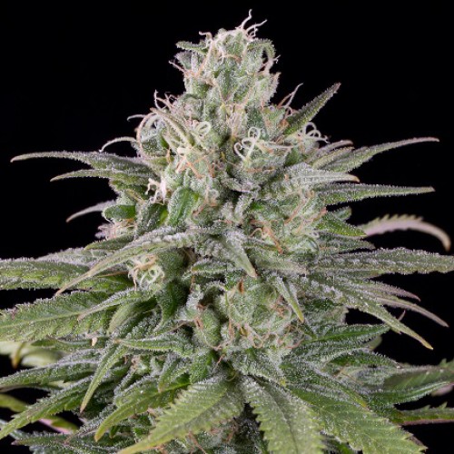 Насіння Auto Critical Orange Punch Feminised Silver