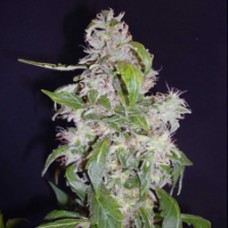 Auto Diesel Silver