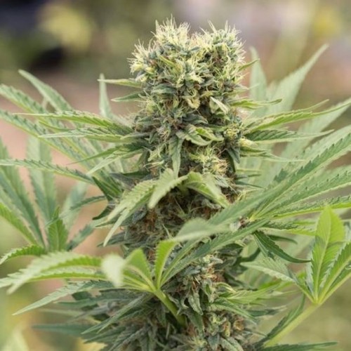 Насіння Auto Doctor Dedoverde Haze Feminised Silver