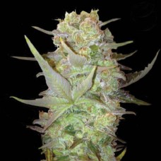 Auto Durban Poison Feminised Silver