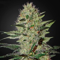 Насіння Auto Ex Cheese Feminised Silver