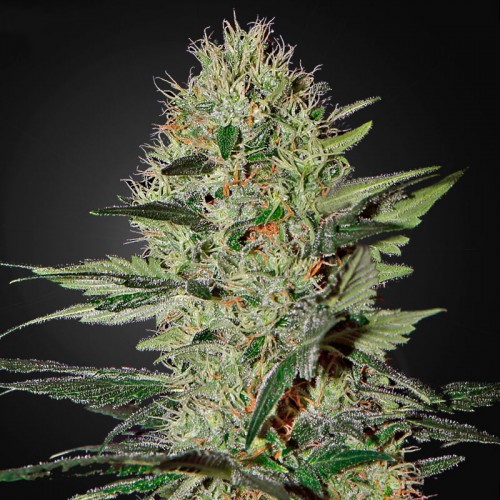 Насіння Auto Ex Cheese Feminised Silver