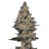 Насіння Auto Fastberry Feminised Silver